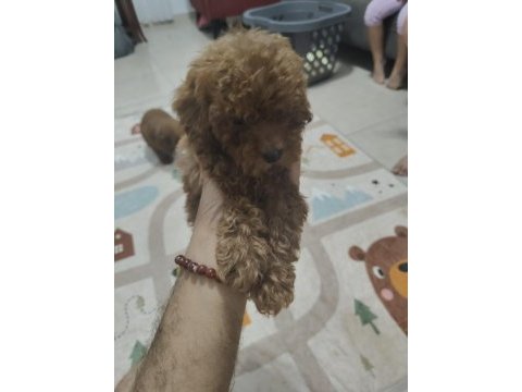 Toy poodle bebekler