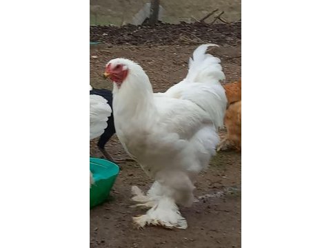 Orijinal brahma horozları
