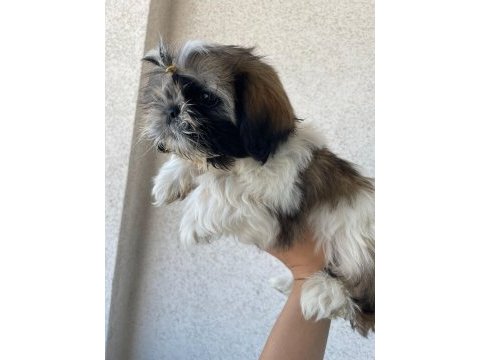 Özel renk shih-tzu yavrular