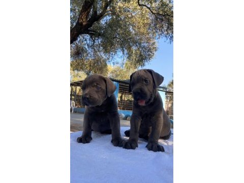 Muhteşem cane corso yavrularımız