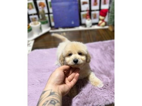 Mini maltipoo yavrularımız