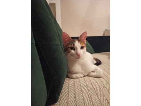 Sağlıklı 1 yaşında calico kedimiz