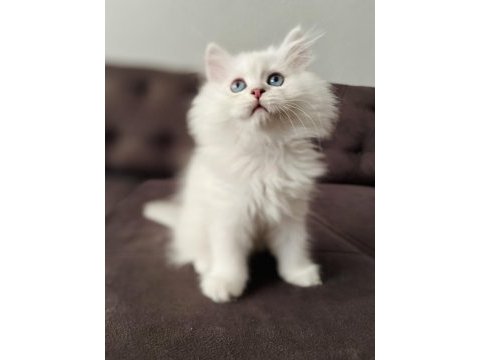 Safkan erkek dişi kediler