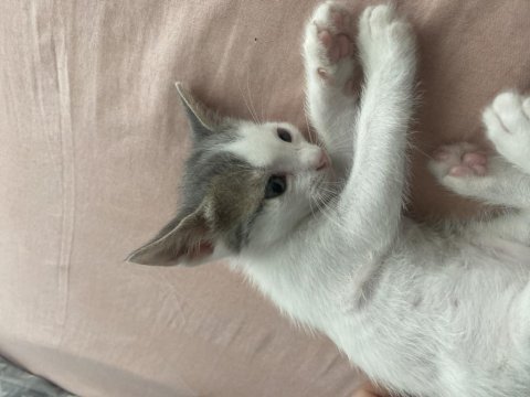 4 tane 2 aylık yavru kediler yuva arıyoruz