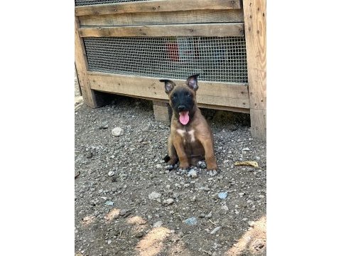 2 aylık safkan belcika malinois yavruları a kalite belcika