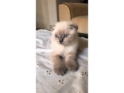Minik scottish fold erkeğimize yeni yuva