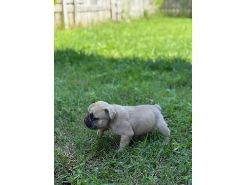 Çok acil son bir adet dişi french bulldog kalmıştır