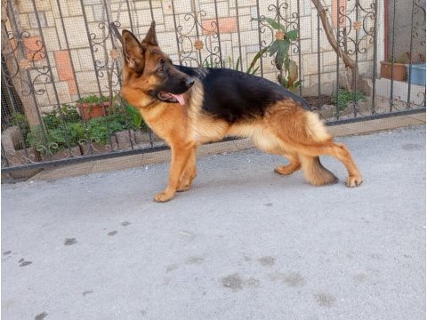Şecereli dişi alman kurdu