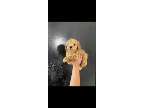 Maltipoo bebekler teslime hazır