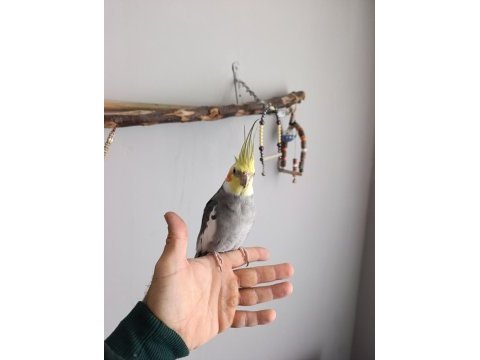 Konuşan sultan papağanı full evcil