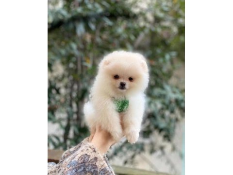 Pomeranian boo 2 aylık orjinal yavrularımız