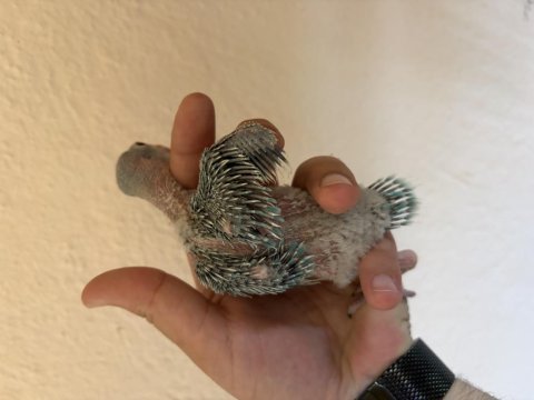Bebek pakistan papağanım