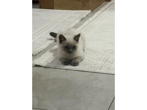Safkan şecereli scottish fold blue point