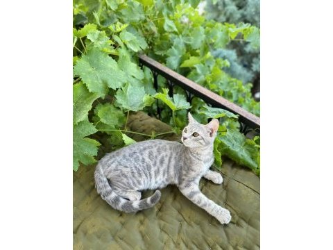 Silver bengal kedisi 3 aylık