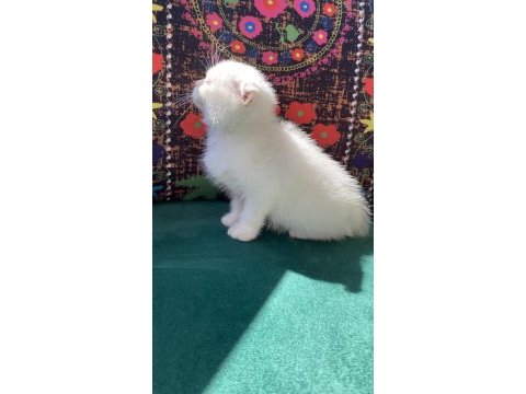 Bembeyaz kırık kulak scottish fold yavru