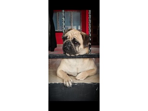 Orjinal sıfır burun gül kuyruk pug