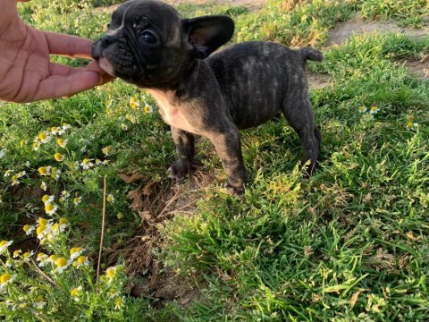 18 nisan doğumlu french bulldog