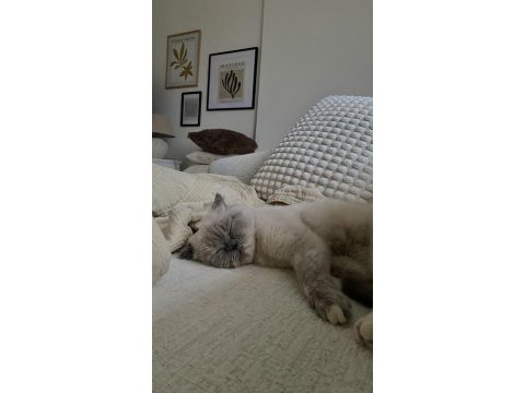 Blue point british shorthair