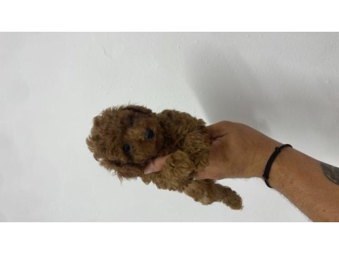 Poodle akademi