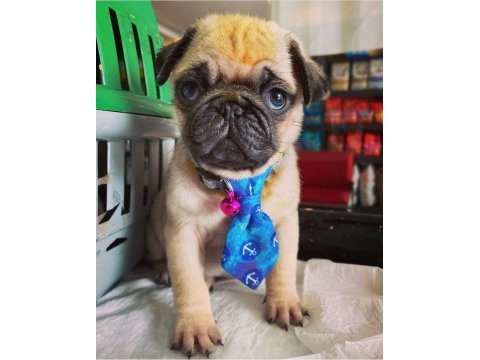 Hamburger face gül kuyruk pug mops bebek