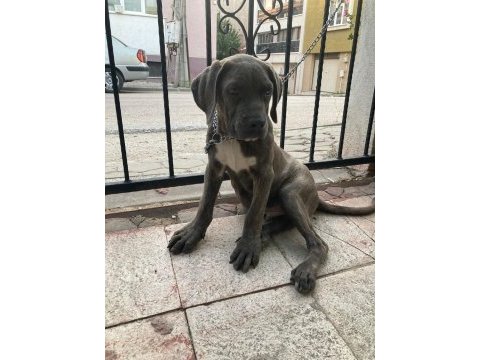 Cane corso blue renk bir dişi ve bir erkek