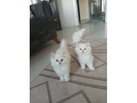 Uysal oyuncu 3 dişi ve 1 erkek british longhair yavrular