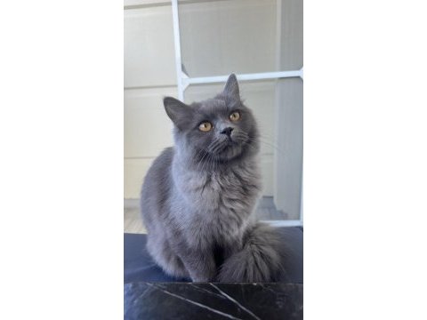 Uyguna dişi british longhair