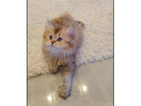 Full şecereli british longhair bebekler