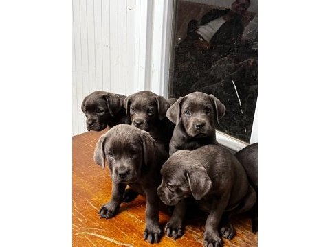 Cane corso yavrular
