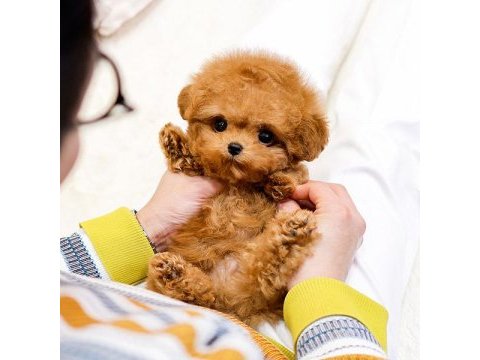 Antıalerjık toy poodle bebeklerım
