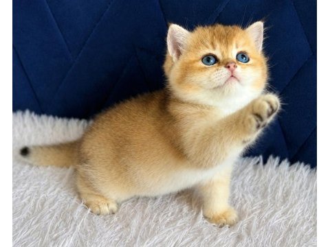 British shorthair ve longhair golden yavrular