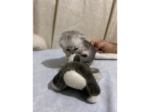 İyi yürekli sahiplerini bekliyor melek kediler