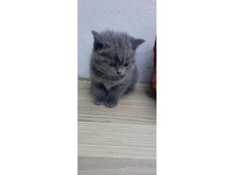Oyuncu scottish fold