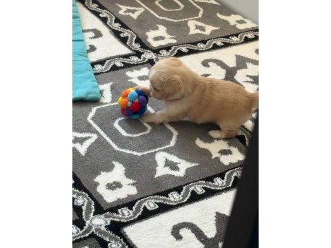 2 aylık erkek yavru pekinez köpeği