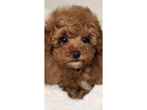 Toy poodle sağlıklı