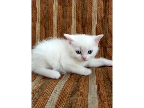 Blue point british shorthair