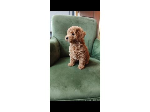 Poodle erkek yavru