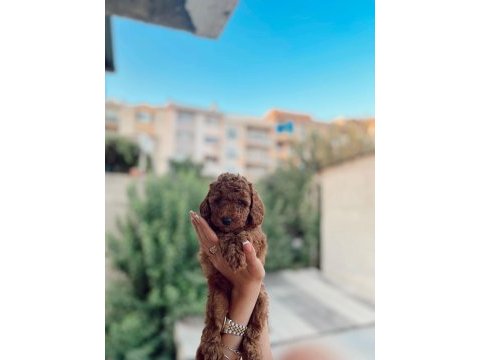 Ev ortamında kore poodle bebekler