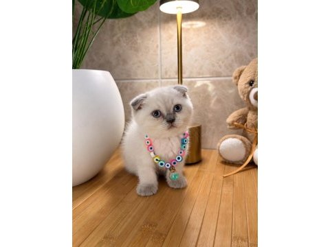 A kalite top kafa scottish fold bebek
