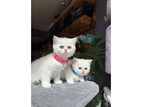 Sağlık ve ırk garantili british shorthair