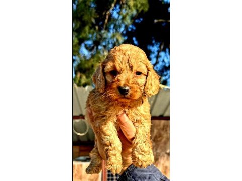 Maltipoo yavrularımız yeni yuvalarına gitmeye hazır