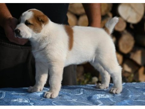 Bu yavruları kaçıran pişman olur