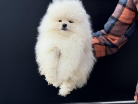 Tea cup sçr li pomeranian yavrular petmode den