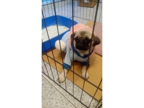 Pug köpeğimiz