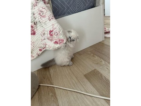 Scottish longhair