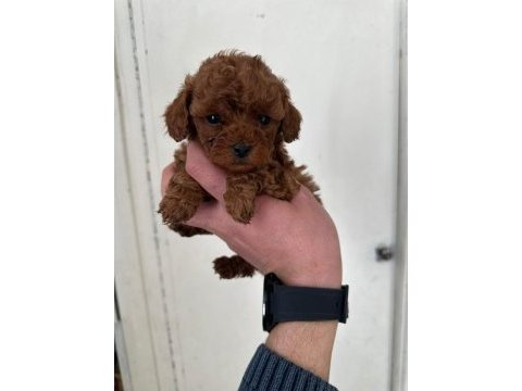 Kore poodle yavrular