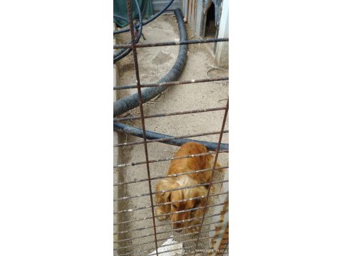 Köpeğimize yeni ailesini arıyoruz