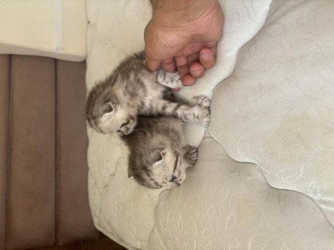 Scottish fold mearbel cins