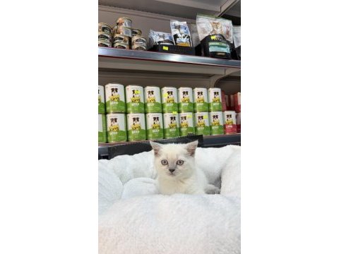 British shorthair blue point