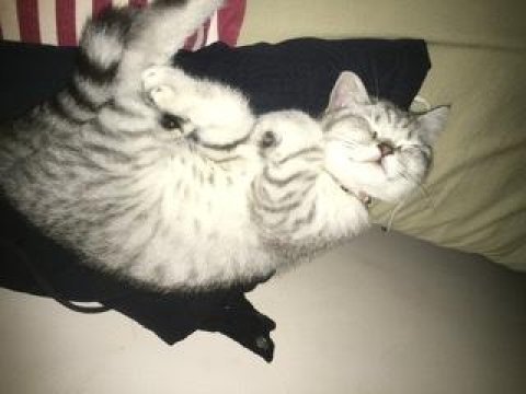 3 aylık yavru british shorthair kedimizin kum eğitimi var